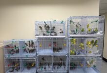 海關在落馬洲支線檢獲242隻活雀鳥 拘捕六十七歲男旅客
