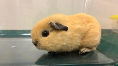 香港海關在落馬洲支線檢獲懷疑非法進口動物