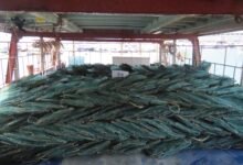 漁護署控告本地船長及五名內地過港漁工涉使用蛇籠捕魚