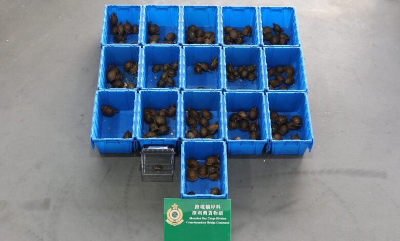 香港海關檢獲懷疑受管制屬瀕危物種龜