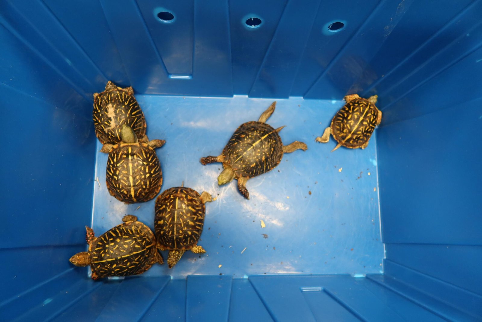 香港海關檢獲懷疑受管制屬瀕危物種龜