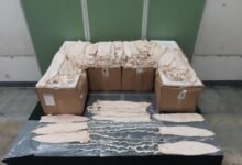 海關今年首宗石首魚鮮魚肚走私案 機場檢獲149公斤
