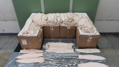 海關今年首宗石首魚鮮魚肚走私案 機場檢獲149公斤