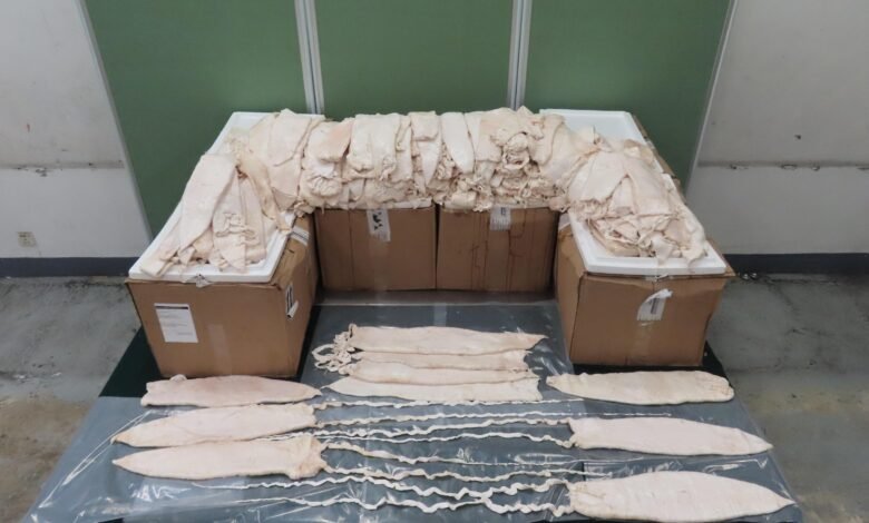 海關今年首宗石首魚鮮魚肚走私案 機場檢獲149公斤