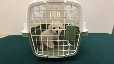 香港海關偵破懷疑非法進口動物案件
