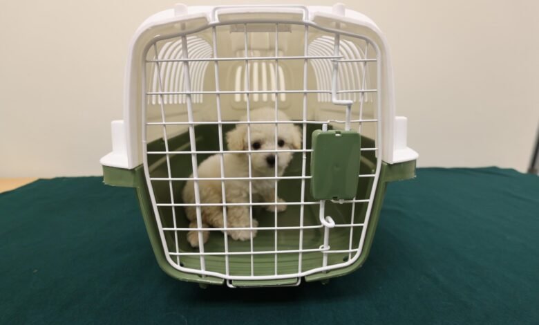 香港海關偵破懷疑非法進口動物案件