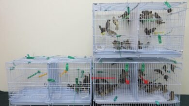 落馬洲支線檢出百隻疑非法入口活雀鳥 四十七歲女旅客被捕