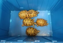 深圳灣貨車搜出5隻疑受管制活龜