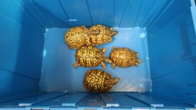 深圳灣貨車搜出5隻疑受管制活龜
