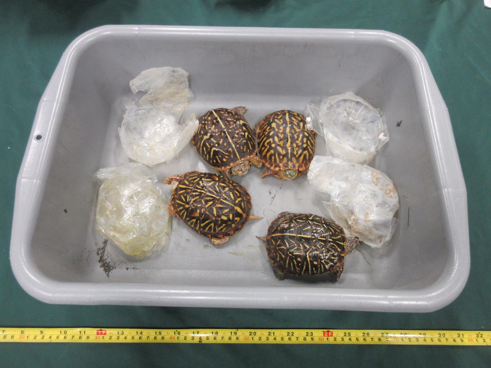 機場截獲疑屬瀕危活龜郵包 涉案貨值約四萬元