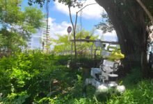 七月第五批白紋伊蚊誘蚊指數公布 紅磡土瓜灣及大埔東錄較高水平