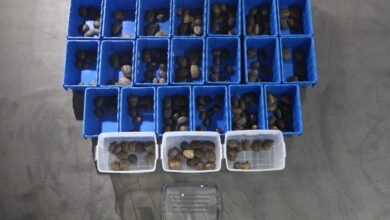 深港管制站截出境私家車 檢獲二百一十一隻活龜及龜蛋