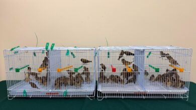 落馬洲支線檢獲百隻活雀鳥 女旅客涉無證進口被捕