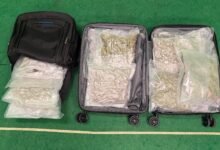 機場旅客被揭行李藏3.9公斤懷疑大麻花 海關拘捕兩本地男