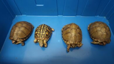 深赤灣管制站破獲女旅客藏四隻疑瀕危活龜案