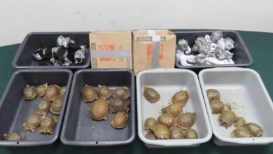 海關在機場貨物站起獲四十二隻瀕危活龜 涉兩宗空運走私案