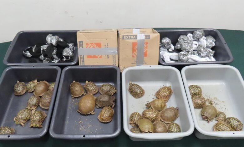 海關在機場貨物站起獲四十二隻瀕危活龜 涉兩宗空運走私案
