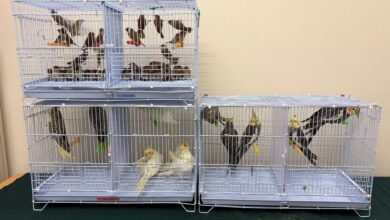 落馬洲支線管制站截獲十二隻活雀鳥 一名男旅客被捕
