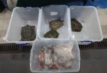 深水埗管制站截查入境私家車 檢獲懷疑瀕危活水魚、活龜及鱷魚肉