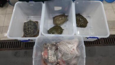 深水埗管制站截查入境私家車 檢獲懷疑瀕危活水魚、活龜及鱷魚肉