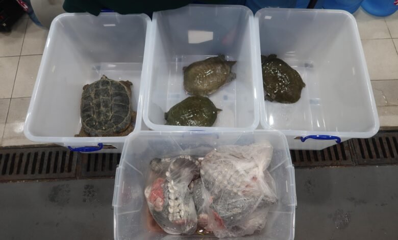 深水埗管制站截查入境私家車 檢獲懷疑瀕危活水魚、活龜及鱷魚肉