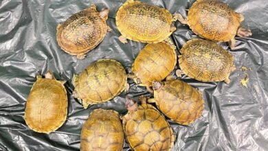 機場截獲十隻疑瀕危活龜 海關轉交漁護署跟進