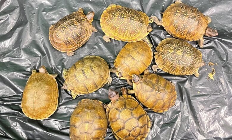 機場截獲十隻疑瀕危活龜 海關轉交漁護署跟進